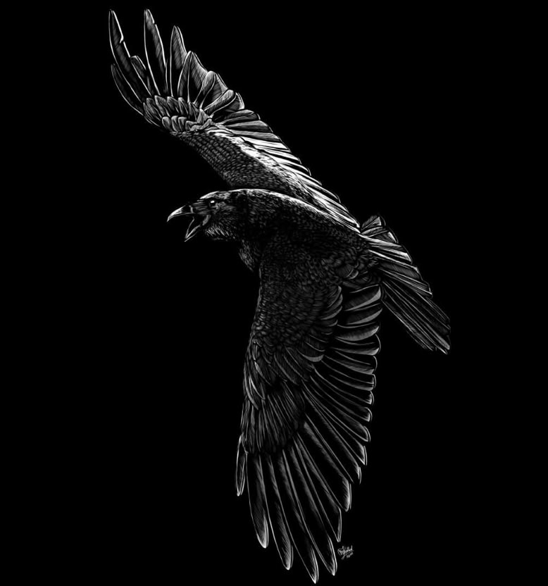 Ein schwarzer Vogel (Rabe) mit ausgebreiteten Flügeln fliegt vor einem schwarzen Hintergrund.