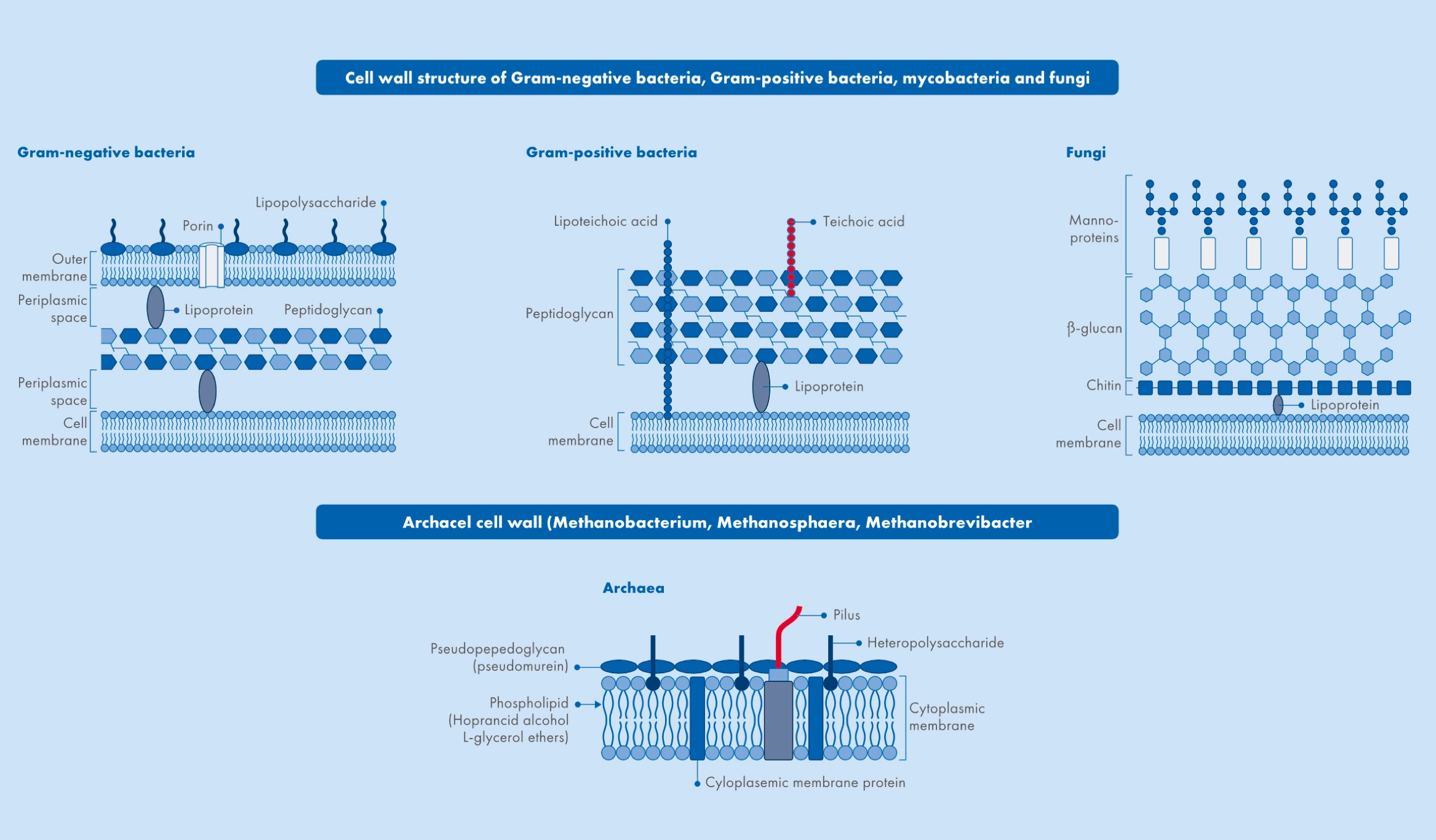 Diagramm mit drei verschiedenen Zellwandstrukturen von Bakterien, darunter gramnegative Bakterien, grampositive Bakterien und Mykobakterien, mit Beschriftungen und Erklärungen.