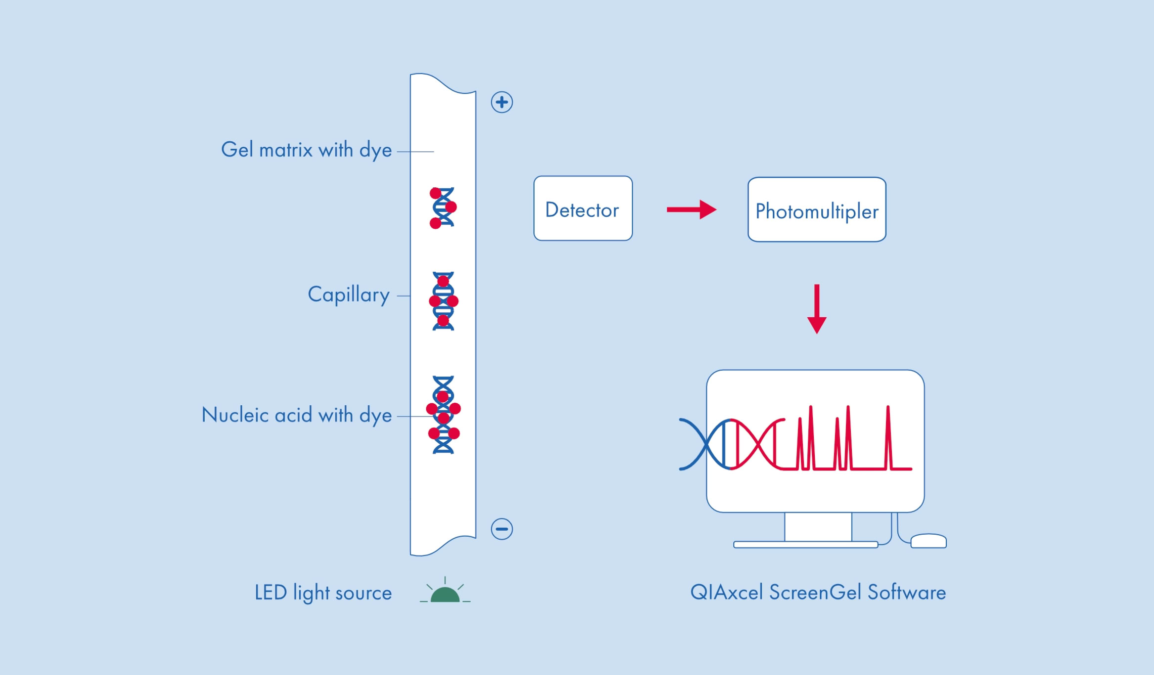 Diagramm mit einer vertikalen Trennwand, die verschiedene Zelltypen zeigt, einem Detektor, einem Computerbildschirm mit DNA-Grafik und der Aufschrift "Qiagen ScreenGel Software".